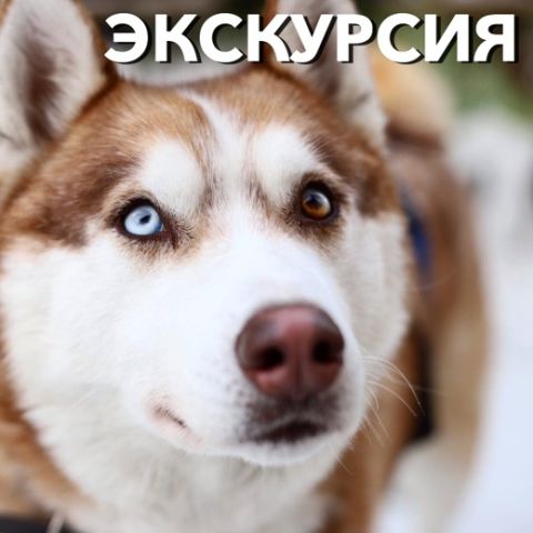 Открытый мир: экскурсия "В гости к северным собакам"
